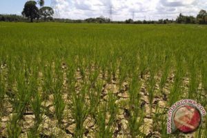 Kemarau panjang, tanaman padi di Aceh barat terancam mati