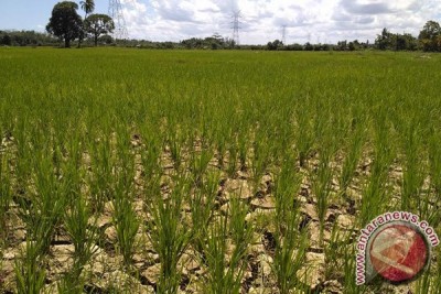 Kemarau panjang, tanaman padi di Aceh barat terancam mati