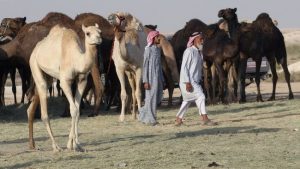 Unta dan domba Qatar terkena dampak pengucilan
