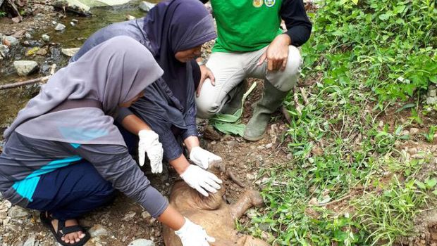 Induk keguguran, janin gajah ditemukan BKSDA