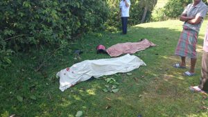 'Laga kambing' di Aceh Utara pengendara vario dan becak tewas