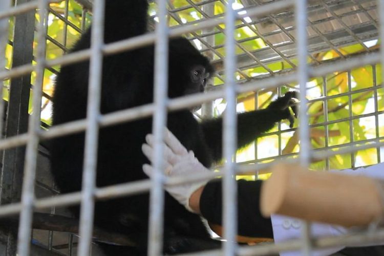 BKSDA sita Siamang dari warga Banda Aceh