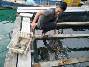 Menikmati lobster murah di Pulau Banyak