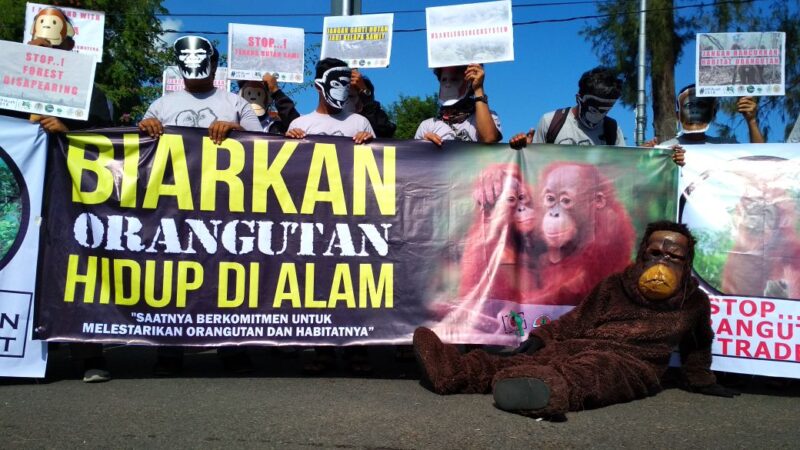 Jumlah Orang Utan menipis di Aceh, aktivis minta distop izin perusahaan