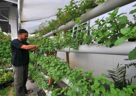 Kelompok tani Aceh Besar pelajari cara tanam pangan hidroponik