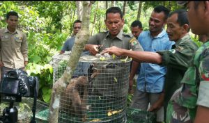 Tiga ekor satwa dilindungi diselamatkan BKSDA Aceh