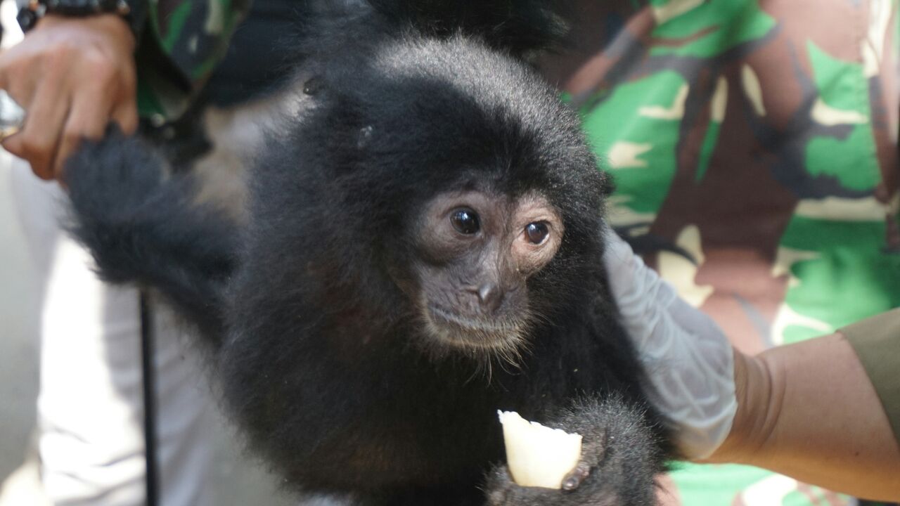 BKSDA Aceh lepasliarkan Trenggiling dan Kukang di Hutan Jantho