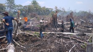 Karena pembukaan lahan, Suaka Margasatwa Rawa Singkil terbakar