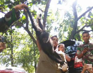 Dandim serahkan 4 satwa dilindungi ke BKSDA Aceh