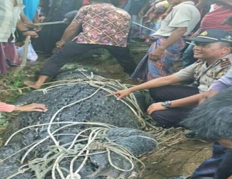 Warga jinakkan buaya berukuran 5,5 meter di Sungai Arakundo