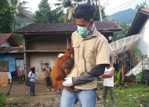Ditemukan dengan kondisi stres, warga serahkan Orangutan ke BKSDA Kutacane