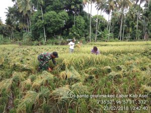 Hasil panen padi di lokasi cetak sawah baru Labuhanhaji Barat capai 7 ton