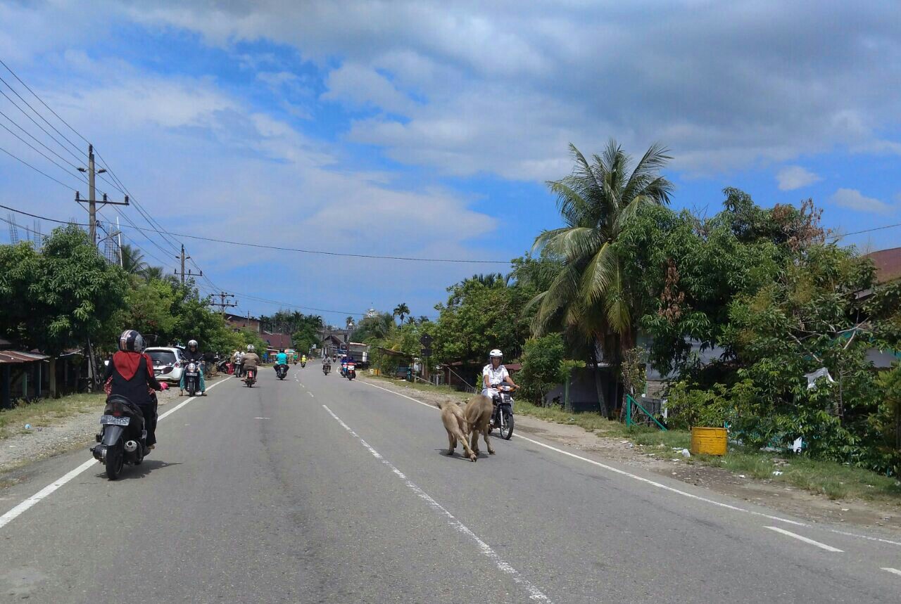 Hewan ternak di Abdya masih berkeliaran di jalan lintas nasional