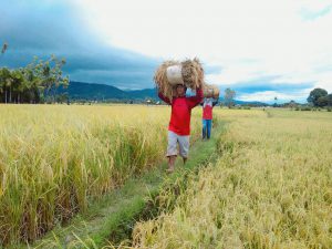 Harga gabah di Abdya turun, Petani: Pasti ulah agen