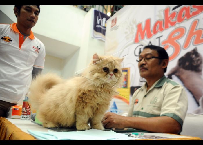 Juli 2018, ada kontes kucing internasional di Banda Aceh