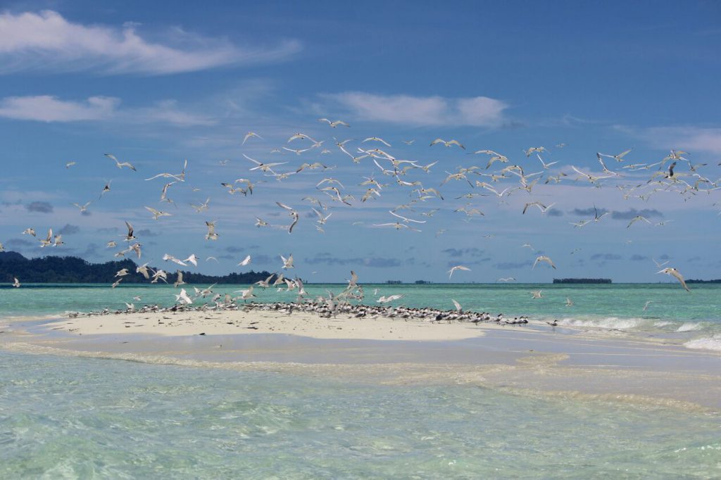 Baby island. Беби Исланд. Остров Baby.