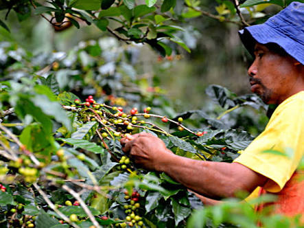 Kontrak ekspor kopi Gayo capai harga tertinggi  Kanal Aceh