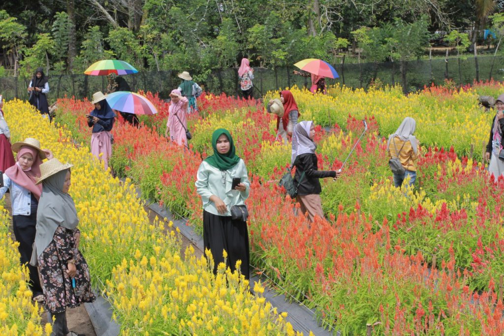  Taman  Bunga  Celosia  di Aceh  Jaya  terinspirasi dari petani 