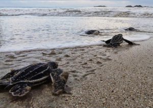 Bangkaru Dihuni Sejuta Penyu Langka di Pulau Banyak Barat