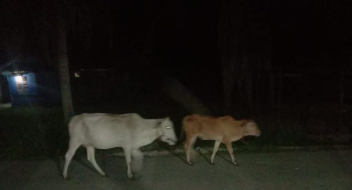 IMG-20190522-WA0001_e001