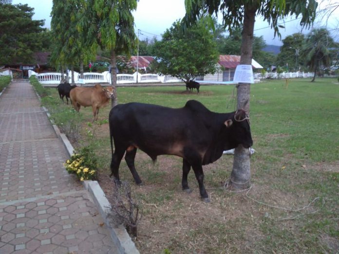 Hewan Qurban