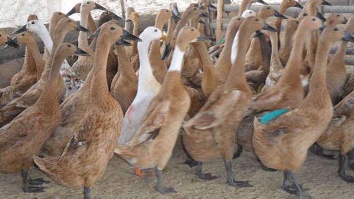 gambar-cara-ternak-bebek-1280x720
