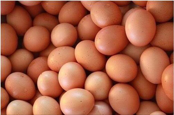 berita-stok-telur-ayam-di-pangkalpinang-42-ton-37042_a