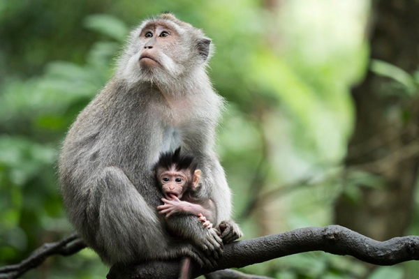 wpy-sad-monkey-free-two-columnjpgthumb768768-cbbdf82dcead70c19e9221a5d357cdc3_600x400