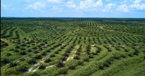 Anggota DPRK, Sekda dan Kadis Pertanian Aceh Jaya Jadi Tersangka Dugaan Korupsi PSR