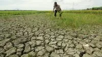 Kekeringan di Lahan Sawah